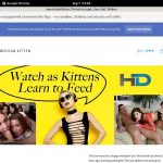 Free Americankitten.com Accounts And Passwords