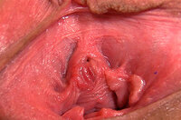 Pass Gapemypussy.com s0